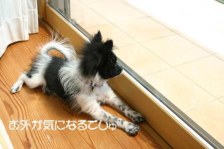 ショコラ　外を見る