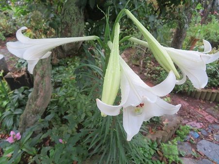 高砂百合 千日紅 秋明菊 フルーツゼリー トウモロコシ頂く 静かな時が流れる 風の庭 楽天ブログ