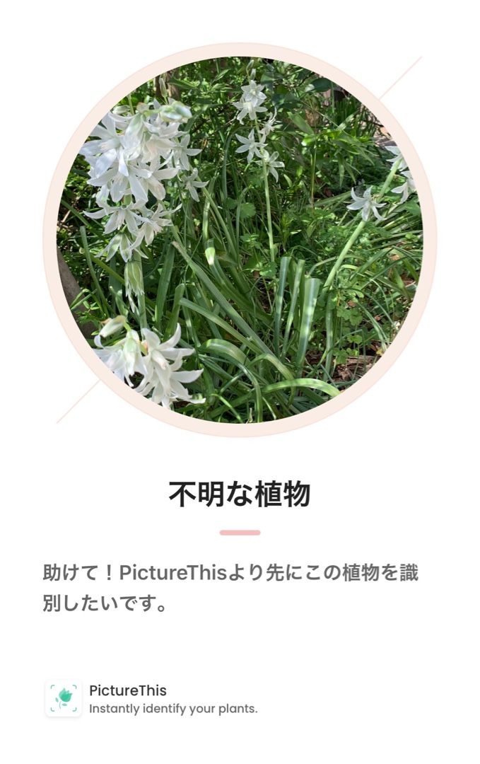 スーパー内の花屋で宿根フロックス マーガレット ペチュニア ペラルゴニウムを購入 名前の分からない白い花の名前の教えてもらった Music Land 私の庭の花たち 楽天ブログ