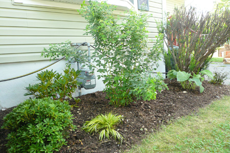 yard work04.jpg