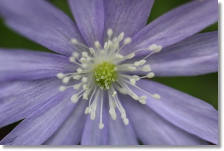 樹木公園-10 キクザキイチゲ-3 14.4.2