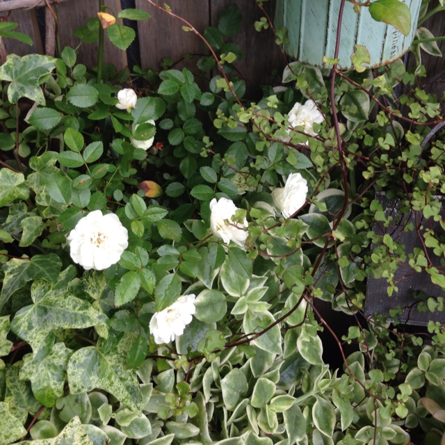rblog-20130716055429-03.jpg