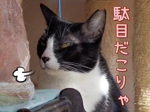 八駄目.JPG