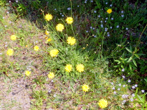 ブタナの花