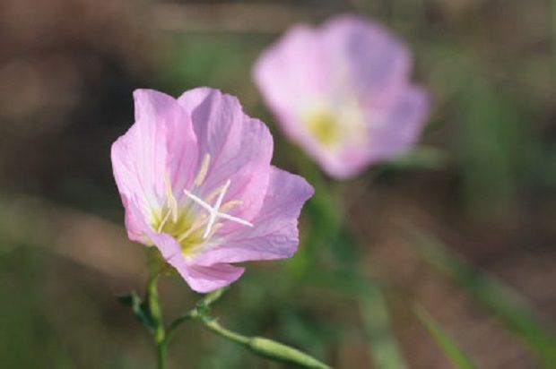 ８月３０日の誕生花月見草 無言の愛情の花 ミント117 楽天ブログ