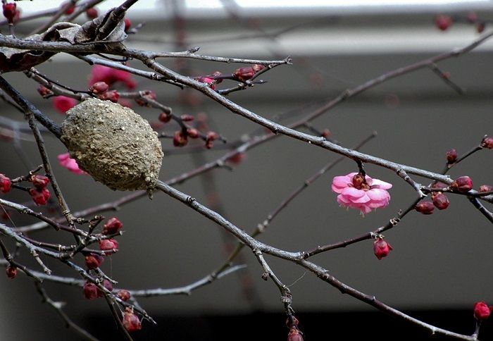 梅の花