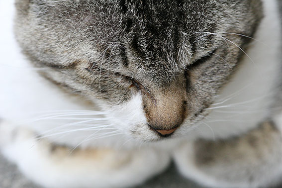 我が家のニャンコ♪2014/07/19-2