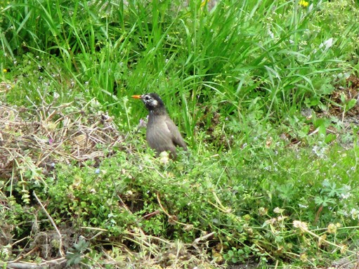 IMG_2438鳥ﾌﾞﾛｸﾞ.jpg