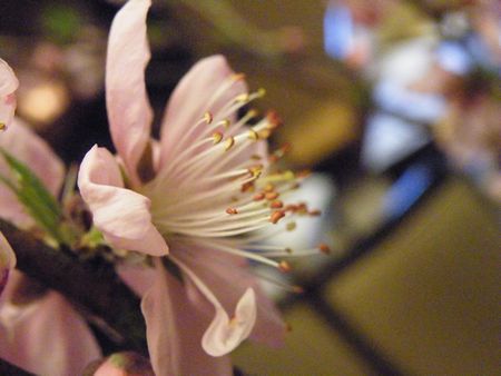DSCF8452-450.jpg