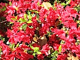 IMG_2419.JPG