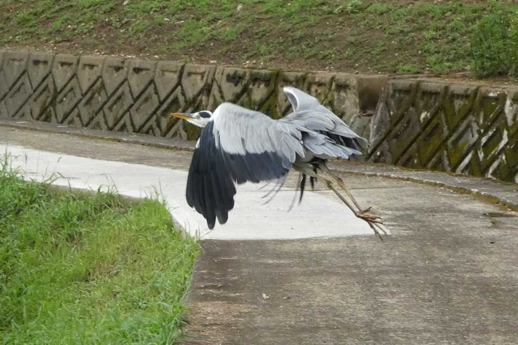 515