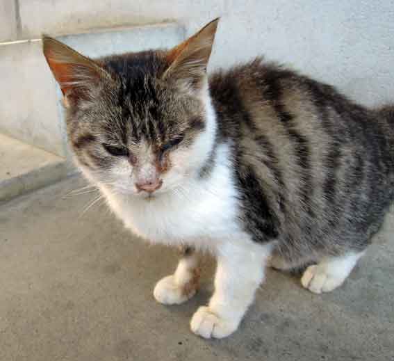 我が家のニャンコ♪2013/12/7-2