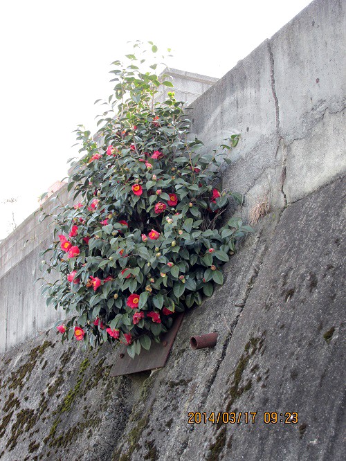 こんな場所にツバキの花が