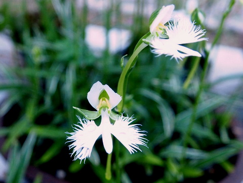 サギソウの花