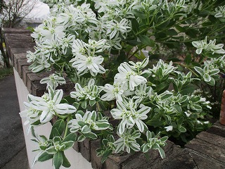 IMG_0521ss.jpg