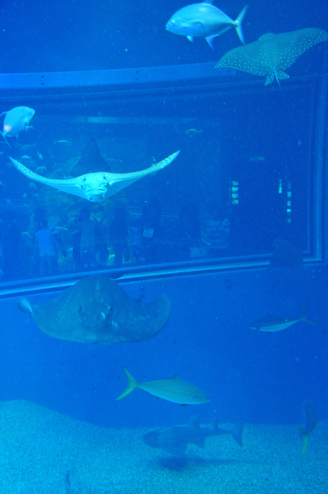 魚４