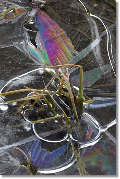 大野湊緑地公園-19 氷-4 15.1.21