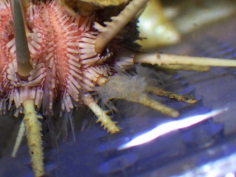 ミカドウニ（Goniocidaris mikado）21　キダリス類　深海性ウニの飼育