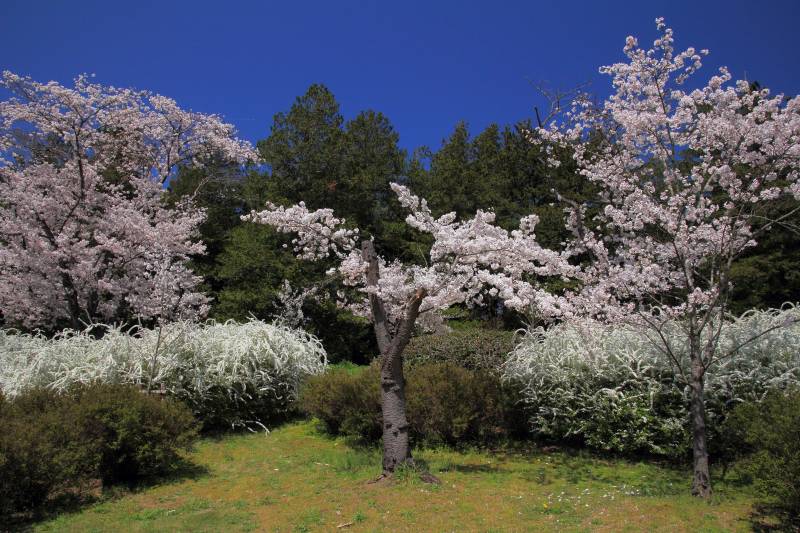 万博記念公園_006.jpg
