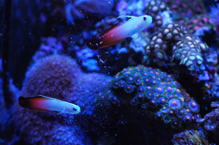 2012_1018クリアＧ，ハタタテ､ｱ0018.JPG