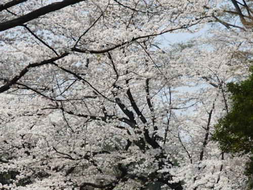 光が丘公園の桜