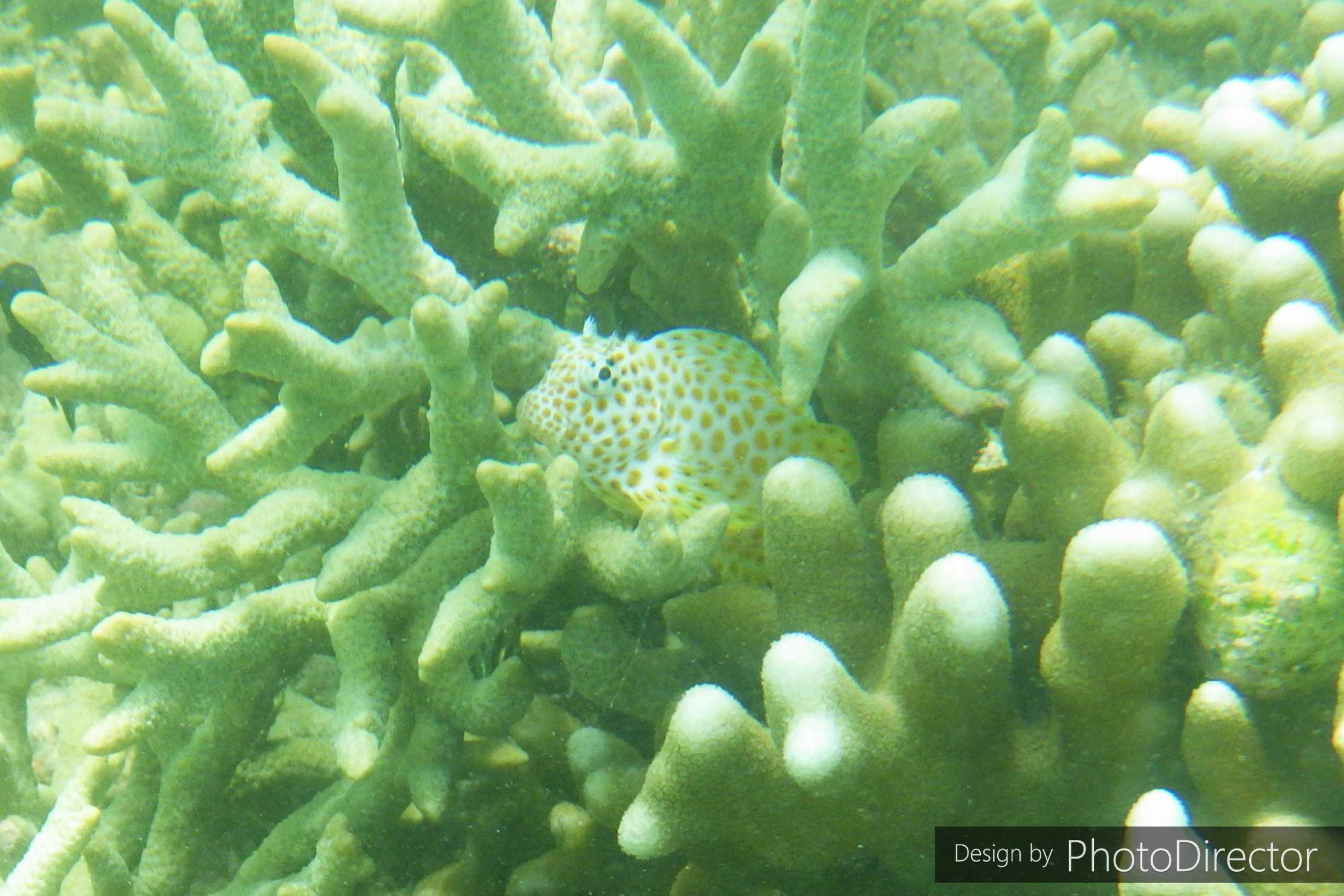 2ページ目の記事一覧 ねこログ 楽天ブログ