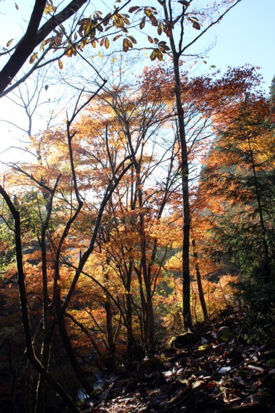 八幡峠の紅葉