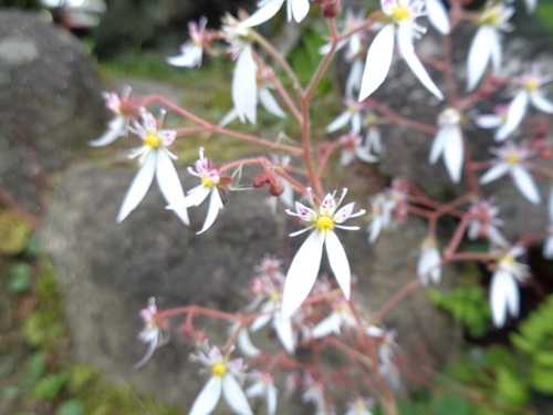 不思議な形の可愛らしいユキノシタの花 画像付 諏訪湖のほとり 山岡弘道ノート 楽天ブログ