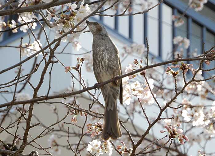 サクラとヒヨドリ6