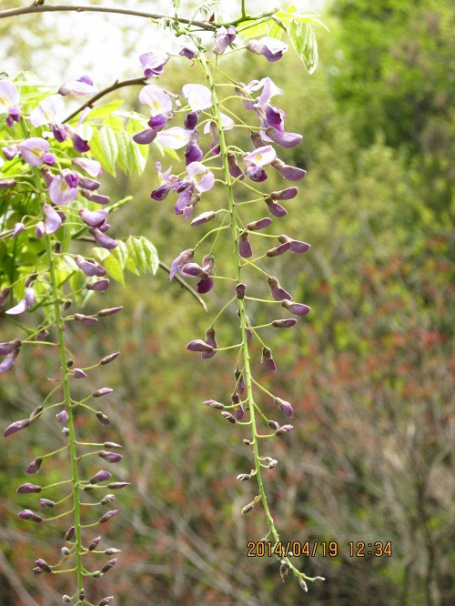 フジの花