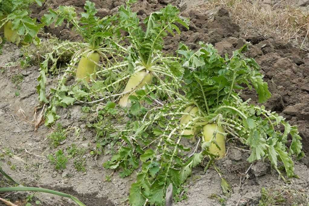 515