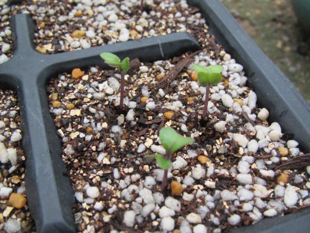 芽キャベツが発芽しました 園芸備忘録 楽天ブログ