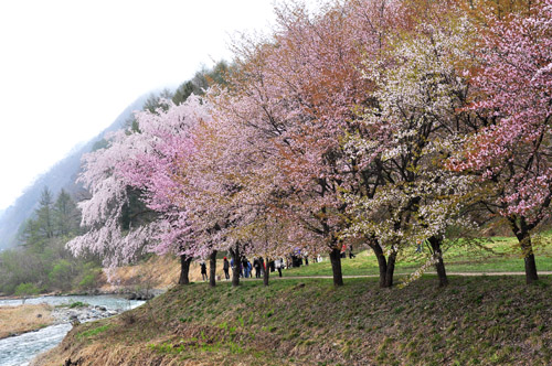 桜１
