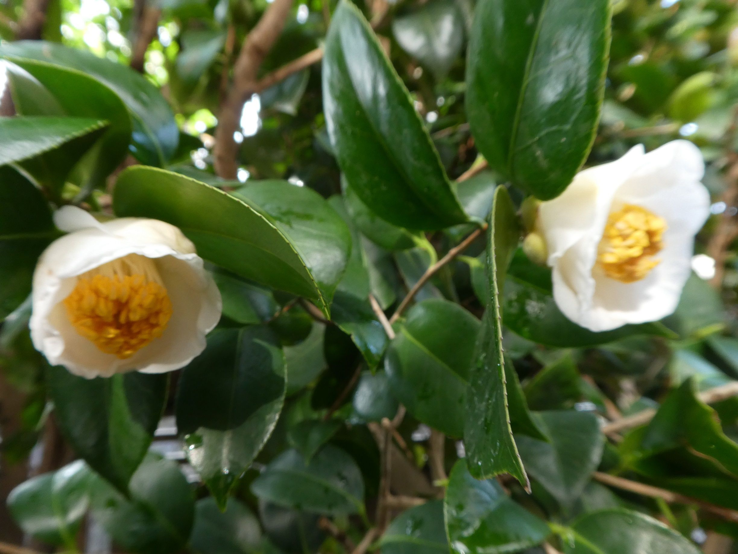 白玉椿が この秋 初めて咲きました わかくさ日記 楽天ブログ