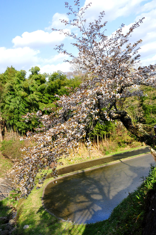 桜２