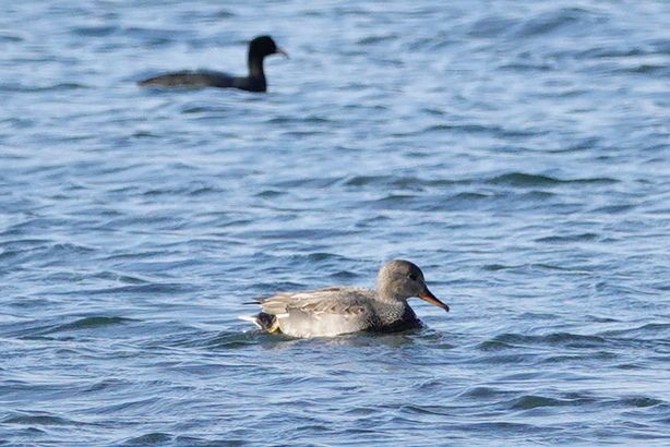 24ページ目の 野鳥 アウトドア親爺の徒然日記 楽天ブログ