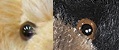 eye.jpg