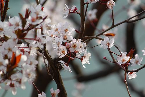 桜に似てる スモモは満開です おとっつぁん いろいろやっちょります 楽天ブログ