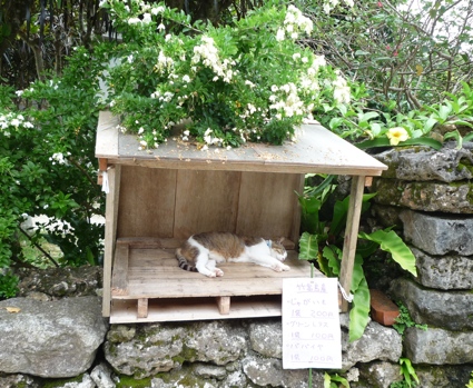 2012.05.30竹富島32.jpg