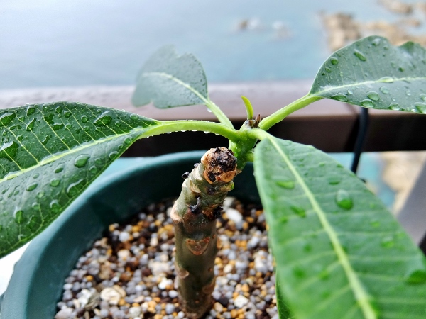 プルメリア　育て方　剪定　ベランダ　鉢植え　花
