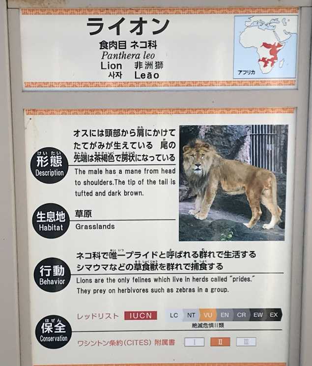 サンの加齢(ライオン) | 今日は誰と会えるかな だいたい東山動植物園