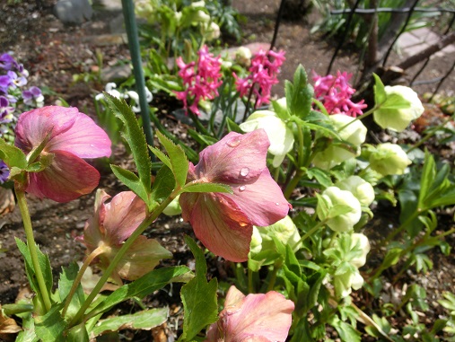 クリローと赤いヒヤシンス