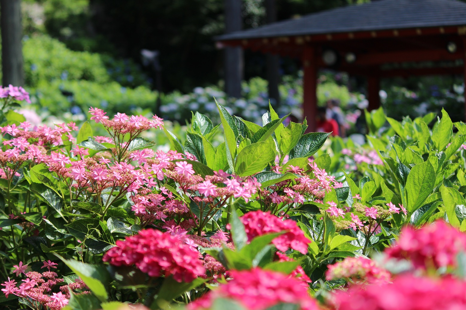 三室戸寺赤い紫陽花