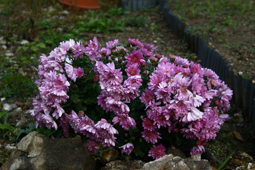菊　26.11.10-1_edited-1.jpg