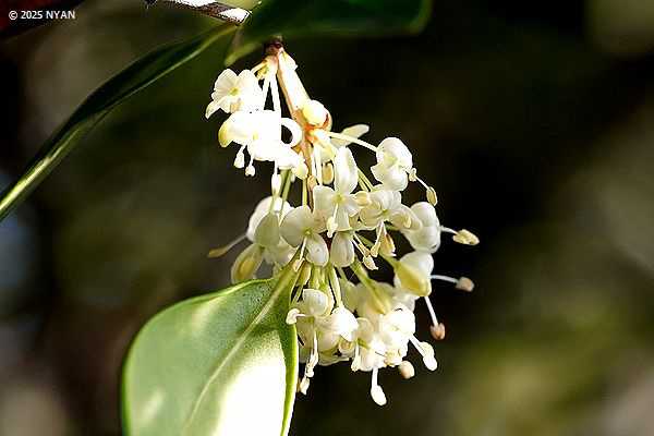 ギンモクセイ（銀木犀、モクセイ科）