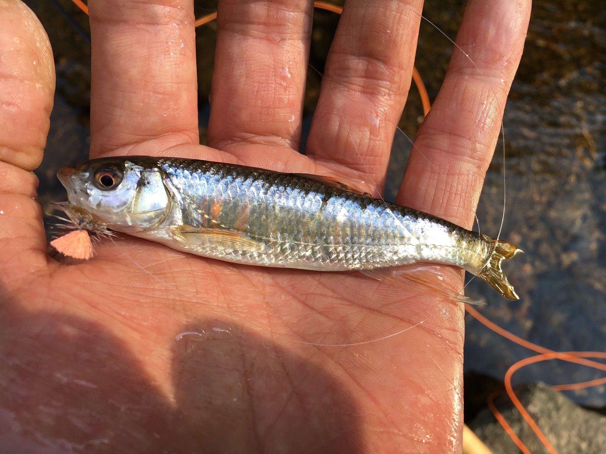 伊豆フライフィッシング釣行 オオクワハンター 楽天ブログ