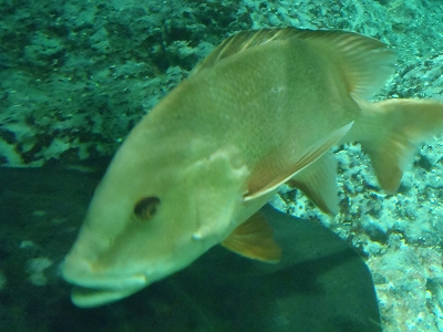和歌山県立自然博物館2013年9月中旬2　センネンダイ（Lutjanus sebae）