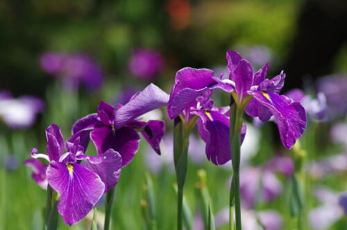 堀切菖蒲園の花菖蒲