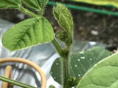 黒枝豆の摘芯 チョロミィの家庭菜園日記 楽天ブログ