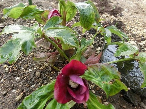 クリスマスローズ